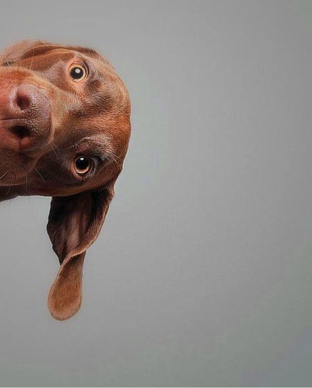 PawGuard