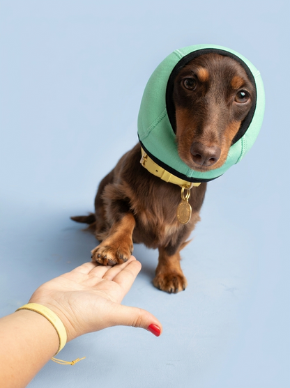 PawGuard